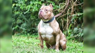 10 giống chó hung dữ hàng đầu trên thế giới