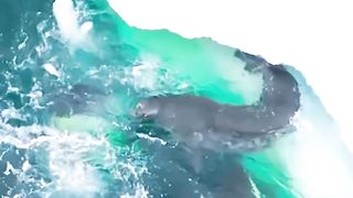 Fish - animals kingdom