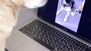 My Dog is Smarter than Husky and Chihuahua ????????