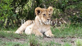 Baby Animals - Amazing World Of Young Animals
