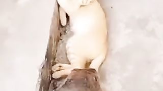Is the rat the incarnation of the Hulk?