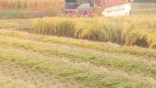대덕읍 찰벼 백옥찰 수확작업 얀마 콤바인 YANMAR YH7140 7조식.