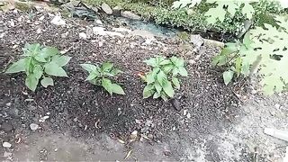 Create a Green Environment