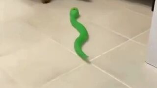 Funny Cat Compilation