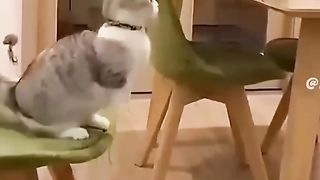 Cat gemoy