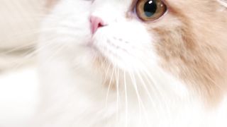 My beautiful and cute cat 3