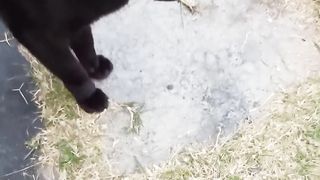 Cat always meow meow