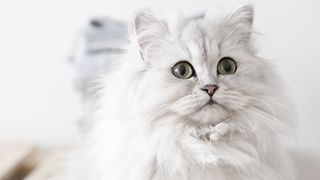 My beautiful and cute cat  2