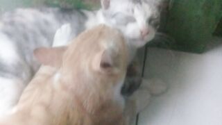 The romance of two male and female cats