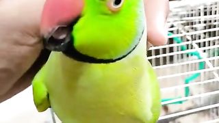 Parrot talking