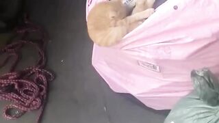 Hilarious Funny Cat