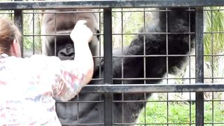 Funny Monkey Viral Video