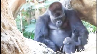 Funny Monkey Viral Video