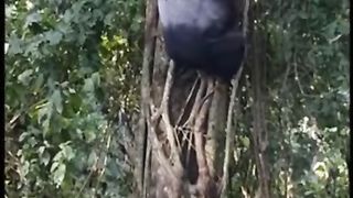 Funny Monkey Viral Video
