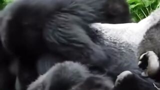 Funny Monkey Viral Video