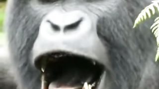 Funny Monkey Viral Video