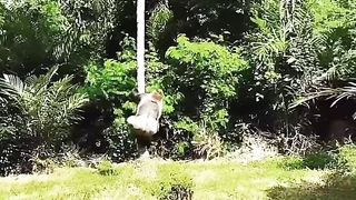 Funny Monkey Viral Video