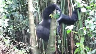 Funny Monkey Viral Video