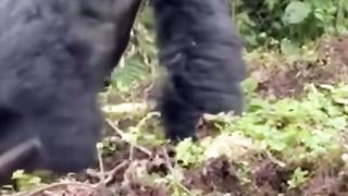 Funny Monkey Viral Video