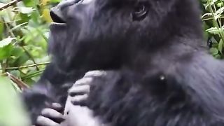 Funny Monkey Viral Video