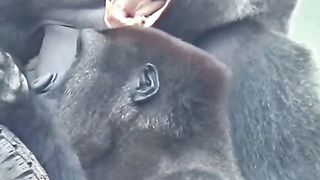 Funny Monkey Viral Video