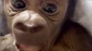 Funny Monkey Viral Video
