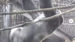 Funny Monkey Viral Video