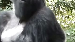 Funny Monkey Viral Video