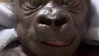 Funny Monkey Viral Video