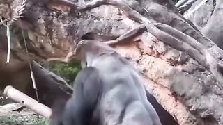 Funny Monkey Viral Video