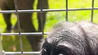 Funny Monkey Viral Video