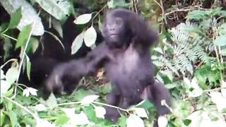 Funny Monkey Viral Video