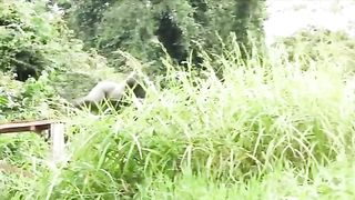 Funny Monkey Viral Video