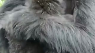 Funny Monkey Viral Video