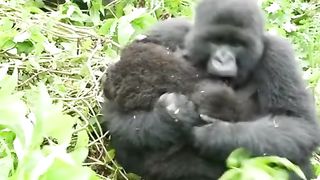 Funny Monkey Viral Video