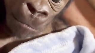 Funny Monkey Viral Video