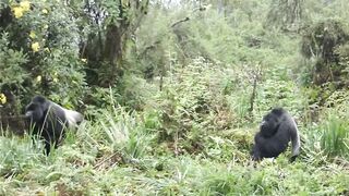Funny Monkey Viral Video