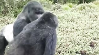 Funny Monkey Viral Video