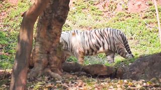 White Tiger Figure