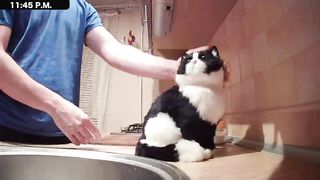 What Do Cats Do At Night? Part 2