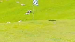 Kashmir ke liye khubsurat tarana