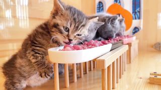 The cat who is the most active in eating rice