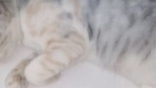 This cat mother is not doing well | Save