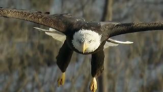 The king of bird ????️ eating food