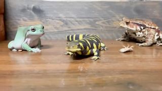 Frog & toad & Salamander