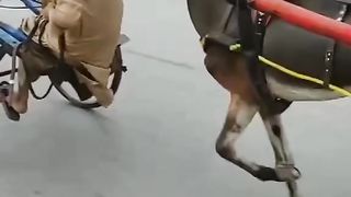 Greatest race