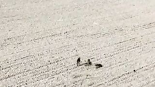 Rabbit Race