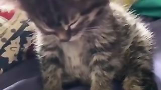 sleepy kitten