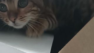 Купил мультиварку,принес домой- а там котенок..