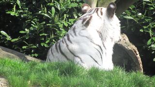 Don't get close to see the white tiger